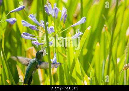 Ruby-throated hummingbird Essen Blume in einem Bush in Los Angeles, Kalifornien Stockfoto