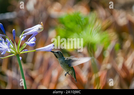 Ruby-throated hummingbird Essen Blume in einem Bush in Los Angeles, Kalifornien Stockfoto