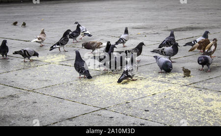 Tauben in Urban Street, Vögel, Tiere, Landschaft Stockfoto