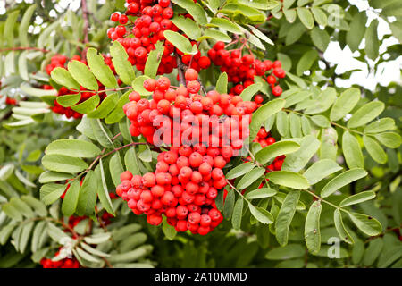 Trauben reif rot-orangen Vogelbeeren. Herbst Zeit. Stockfoto