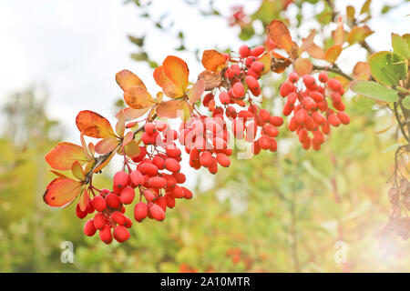 Trauben von reifen roten Beeren der Berberitze. Herbst Zeit. Stockfoto