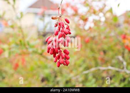 Trauben von reifen roten Beeren der Berberitze. Herbst Zeit. Stockfoto