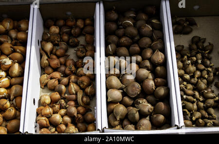 Glühlampen in einem Markt, Detail von Pflanzen und Samen Stockfoto