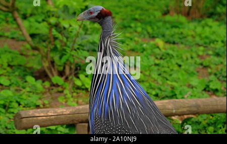 Wilden Osten der Türkei Kopf Nahaufnahme avifauna Niederlande Stockfoto