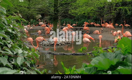 Gruppe von roten Flamingos im Wasser, mit grünem Laub im Hintergrund avifauna, Niederlande Stockfoto