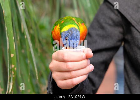 Porträt eines kleinen bunten Papagei sitzen auf einem Ast. Tropischer Vogel, lory Familie. Rot, Blau, Gelb und Grün. Nahaufnahme der Tiere w Stockfoto