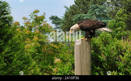 Predator Vogel auf dem Baum. Die wechselbaren Hawk - Adler oder Crested hawk - Adler Nisaetus cirrhatus avifauna Niederlande Stockfoto