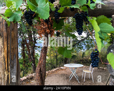 Eine Terrasse unter den Reben, Le Fraysse, Ardèche, AURA Region, Frankreich, Stockfoto