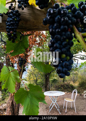 Eine Terrasse unter den Reben, Le Fraysse, Ardèche, AURA Region, Frankreich, Stockfoto