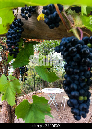 Eine Terrasse unter den Reben, Le Fraysse, Ardèche, AURA Region, Frankreich, Stockfoto