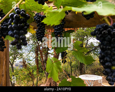 Eine Terrasse unter den Reben, Le Fraysse, Ardèche, AURA Region, Frankreich, Stockfoto