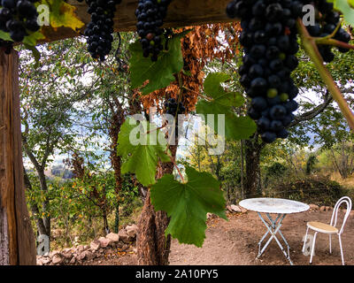 Eine Terrasse unter den Reben, Le Fraysse, Ardèche, AURA Region, Frankreich, Stockfoto