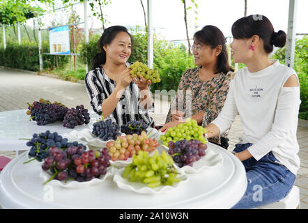 (190923)-BEIJING, Sept. 23, 2019 (Xinhua) - Wang Weihua (L) stellt Rebsorten an Kunden an ihrem Weinberg in Laoaozhuang Dorf Weizhai Gemeinschaft, Chang'an District, Xi'an, die Hauptstadt der Provinz Shaanxi im Nordwesten Chinas, Aug 21., 2019. Wang Weihua arbeitete einst in Xi'an nach dem Studium von der Hochschule. Im Jahr 2010 entschloss sie sich, zu ihrer Heimatstadt Laoaozhuang Dorf zurückzukehren und begann Traube mit all ihre Ersparnisse zu pflanzen. Am Anfang Ihres Business, Wang's Vineyard erlitten schwere Verluste infolge von Naturkatastrophen und Schädlinge. Sie ist jedoch nicht auf und verbesserte die Qual Stockfoto
