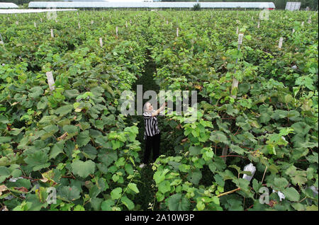 (190923)-BEIJING, Sept. 23, 2019 (Xinhua) - Wang Weihua arbeitet an ihrem Weinberg in Laoaozhuang Dorf Weizhai Gemeinschaft, Chang'an District, Xi'an, die Hauptstadt der Provinz Shaanxi im Nordwesten Chinas, Aug 21., 2019. Wang Weihua arbeitete einst in Xi'an nach dem Studium von der Hochschule. Im Jahr 2010 entschloss sie sich, zu ihrer Heimatstadt Laoaozhuang Dorf zurückzukehren und begann Traube mit all ihre Ersparnisse zu pflanzen. Am Anfang Ihres Business, Wang's Vineyard erlitten schwere Verluste infolge von Naturkatastrophen und Schädlinge. Sie ist jedoch nicht auf und verbessert die Qualität der Trauben ständig. Derzeit sind Stockfoto