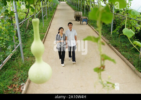 (190923)-BEIJING, Sept. 23, 2019 (Xinhua) - Wang Weihua (L) und ihr Mann Wang Xiaodong Spaziergang am Weinberg in Laoaozhuang Dorf Weizhai Gemeinschaft, Chang'an District, Xi'an, die Hauptstadt der Provinz Shaanxi im Nordwesten Chinas, Aug 21., 2019. Wang Weihua arbeitete einst in Xi'an nach dem Studium von der Hochschule. Im Jahr 2010 entschloss sie sich, zu ihrer Heimatstadt Laoaozhuang Dorf zurückzukehren und begann Traube mit all ihre Ersparnisse zu pflanzen. Am Anfang Ihres Business, Wang's Vineyard erlitten schwere Verluste infolge von Naturkatastrophen und Schädlinge. Sie ist jedoch nicht auf und verbessert die Qualität Stockfoto