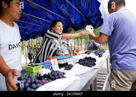 (190923)-BEIJING, Sept. 23, 2019 (Xinhua) - Wang Weihua (2. L) verkauft Trauben an ihrem Weinberg in Laoaozhuang Dorf Weizhai Gemeinschaft, Chang'an District, Xi'an, die Hauptstadt der Provinz Shaanxi im Nordwesten Chinas, Aug 21., 2019. Wang Weihua arbeitete einst in Xi'an nach dem Studium von der Hochschule. Im Jahr 2010 entschloss sie sich, zu ihrer Heimatstadt Laoaozhuang Dorf zurückzukehren und begann Traube mit all ihre Ersparnisse zu pflanzen. Am Anfang Ihres Business, Wang's Vineyard erlitten schwere Verluste infolge von Naturkatastrophen und Schädlinge. Sie ist jedoch nicht aufgeben und constantl verbessert die Qualität der Trauben Stockfoto