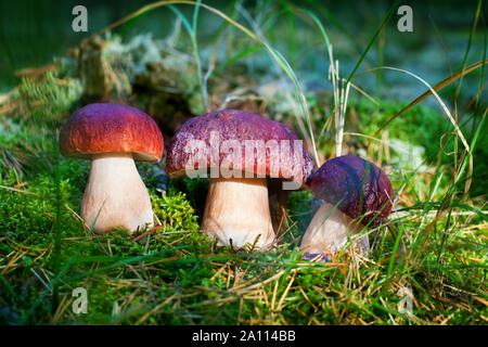 Drei essbare Pilze auf grünem Moos im Wald in der Nähe, Boletus edulis in Gruppe, Braun cap Steinpilze, Penny bun, Cep, porcino oder Steinpilze, weißer Schimmel Stockfoto