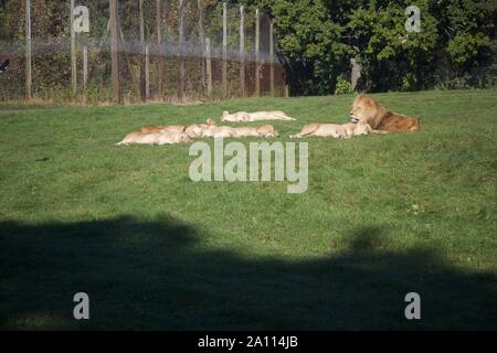 Ein stolz einen Löwen die Sonne genießen. Fotos bei Longleat Safari Park genommen Stockfoto