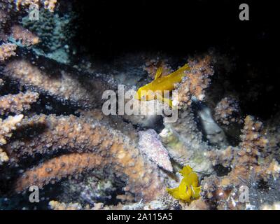 Zitrone Coral Grundel (Gobiodon ') Stockfoto