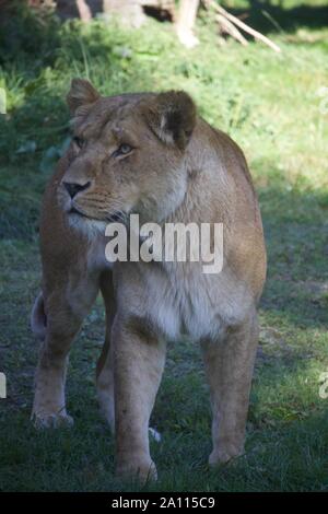 Ein stolz einen Löwen die Sonne genießen. Fotos bei Longleat Safari Park genommen Stockfoto