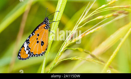 Afrikanischer Monarch auf Reis Blatt mit Tautropfen auf seinem Flügel und Blatt