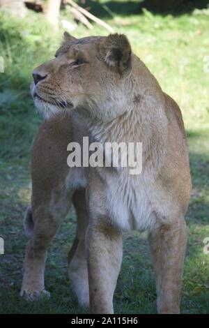 Ein stolz einen Löwen die Sonne genießen. Fotos bei Longleat Safari Park genommen Stockfoto