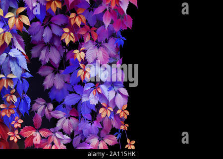 Abstrakt Blau, Lila, Rosa, Rot, Gelb, mädchenhafte Weinblättern dekorative Muster auf schwarzen Hintergrund Nahaufnahme isoliert, Kopie Raum Stockfoto