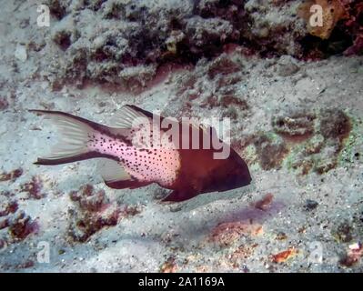 Lyretail Hogfish (Bodianus anthiodes) Stockfoto