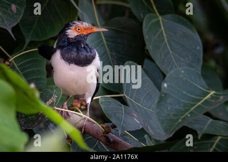 Asiatische Pied Starling auf Bo Baum Barsch in einem Abstand auf der Suche Stockfoto