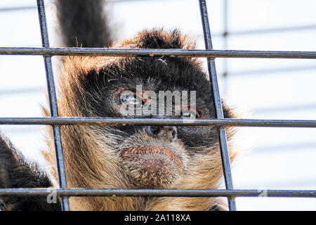 Geoffroy's Spider Monkey - auch als der schwarze übergeben spider Monkey bekannt - ist eine Pflanzenart aus der Gattung der Klammeraffen, eine Art neue Welt Affe aus Mittelamerika Stockfoto