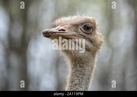 Close-up Kopf geschossen von gemeinsamen Strauß (Struthio camelus) mit abstrakten verschwommenen Hintergrund. Stockfoto