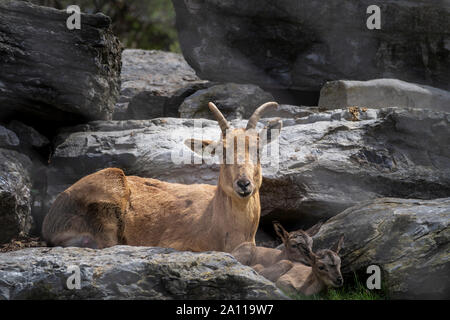 Gehörnte Bergziege im Heiligtum Stockfoto