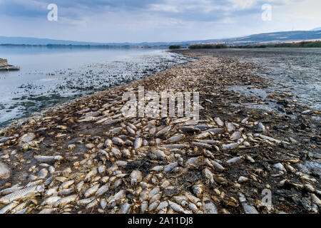 Tausende von toten Fischen um Koroneia-sees in Nordgriechenland. Die hohe Fischsterblichkeit im Wesentlichen wegen einer Dürre und der starke Rückgang im Wasser. globa Stockfoto