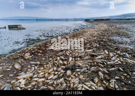 Tausende von toten Fischen um Koroneia-sees in Nordgriechenland. Die hohe Fischsterblichkeit im Wesentlichen wegen einer Dürre und der starke Rückgang im Wasser. globa Stockfoto