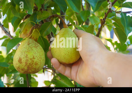 Bauer Ernte Birne Obst in organischen Garten Stockfoto