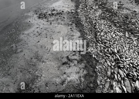 Tausende von toten Fischen um Koroneia-sees in Nordgriechenland. Die hohe Fischsterblichkeit im Wesentlichen wegen einer Dürre und der starke Rückgang im Wasser. globa Stockfoto