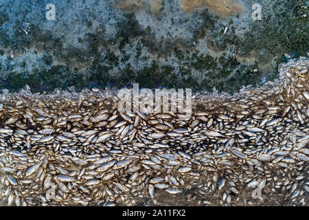 Tausende von toten Fischen um Koroneia-sees in Nordgriechenland. Die hohe Fischsterblichkeit im Wesentlichen wegen einer Dürre und der starke Rückgang im Wasser. globa Stockfoto