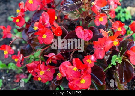 Rote Blume Begonie auf dunklem Hintergrund bei Solar Tag Stockfoto