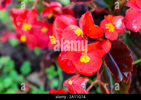 Rote Blume Begonie auf dunklem Hintergrund bei Solar Tag Stockfoto