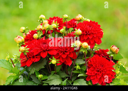 Üppige Dahlie Bush mit Blumen und Blüten sowie deren Knospen, geschnitten, auf einem hellgrünen Hintergrund. Stockfoto