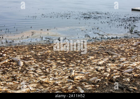 Tausende von toten Fischen um Koroneia-sees in Nordgriechenland. Die hohe Fischsterblichkeit im Wesentlichen wegen einer Dürre und der starke Rückgang im Wasser. globa Stockfoto