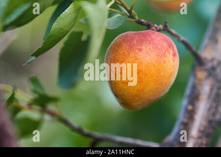 Reif armenischen Pflaumen (Prunus Armeniaca) wächst auf einem Baum Stockfoto