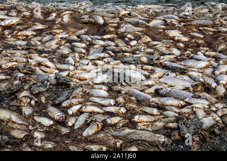 Tausende von toten Fischen um Koroneia-sees in Nordgriechenland. Die hohe Fischsterblichkeit im Wesentlichen wegen einer Dürre und der starke Rückgang im Wasser. globa Stockfoto