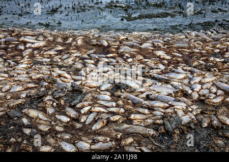 Tausende von toten Fischen um Koroneia-sees in Nordgriechenland. Die hohe Fischsterblichkeit im Wesentlichen wegen einer Dürre und der starke Rückgang im Wasser. globa Stockfoto