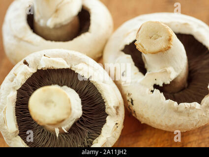 Pilze in der Nähe auf einem Holz- Oberfläche Stockfoto