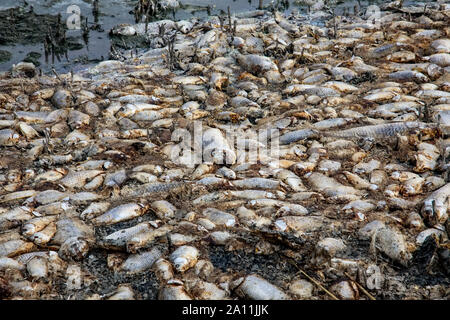 Tausende von toten Fischen um Koroneia-sees in Nordgriechenland. Die hohe Fischsterblichkeit im Wesentlichen wegen einer Dürre und der starke Rückgang im Wasser. globa Stockfoto