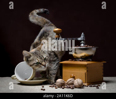 Graue Katze mit grünen Augen über eine Tasse Kaffee neben einem vintage Kaffeemühle und Körner Kaffee mit Muttern auf einem dunklen Hintergrund Stockfoto