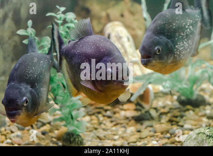 Drei piranha Fische schwimmen im Wasser Nahaufnahme Stockfoto