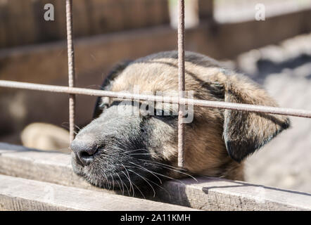 Mongrel hund welpe mit traurigen Augen schaut aus dem Käfig Stockfoto