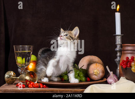 Noch immer leben tabby Kitten sitzen und spielen in einem Ton Platte auf einem dunklen Hintergrund Stockfoto